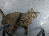 Tom T. YOUNG TABBY MALE