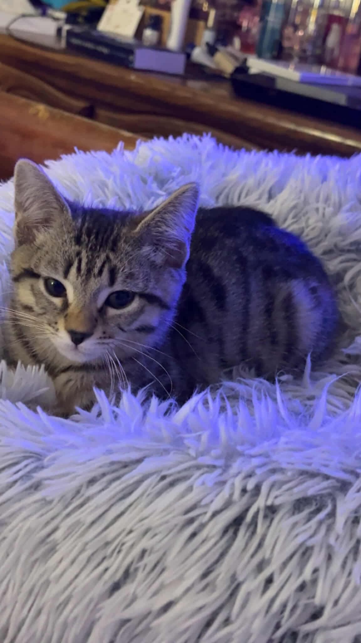 Mira YOUNG TABBY FEMALE Image