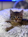 Brennan YOUNG TABBY MALE