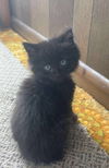 Kuro YOUNG BLACK MALE