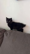 Kuro YOUNG BLACK MALE