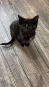 Fable YOUNG CALICO FEMALE