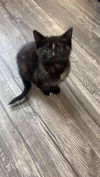 Fable YOUNG CALICO FEMALE