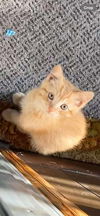 Garfield YOUNG MALE TABBY