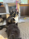 Millie YOUNG CALICO FEMALE