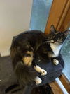 Millie YOUNG CALICO FEMALE