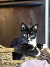 Taco YOUNG TUXEDO MALE