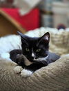 Taco YOUNG TUXEDO MALE