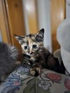 Tikka YOUNG TORTI FEMALE