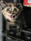 Tikka YOUNG TORTI FEMALE