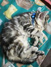 Tabbyasco YOUNG TABBY MALE