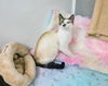 Xander SIAMESE MIX ADULT