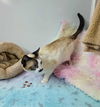 Xander SIAMESE MIX ADULT