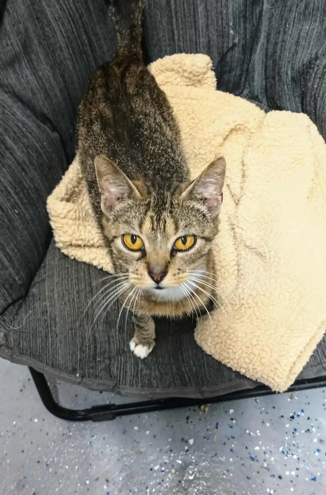 Sadie Adult Female Tabby Fiv - Domestic Short Hair