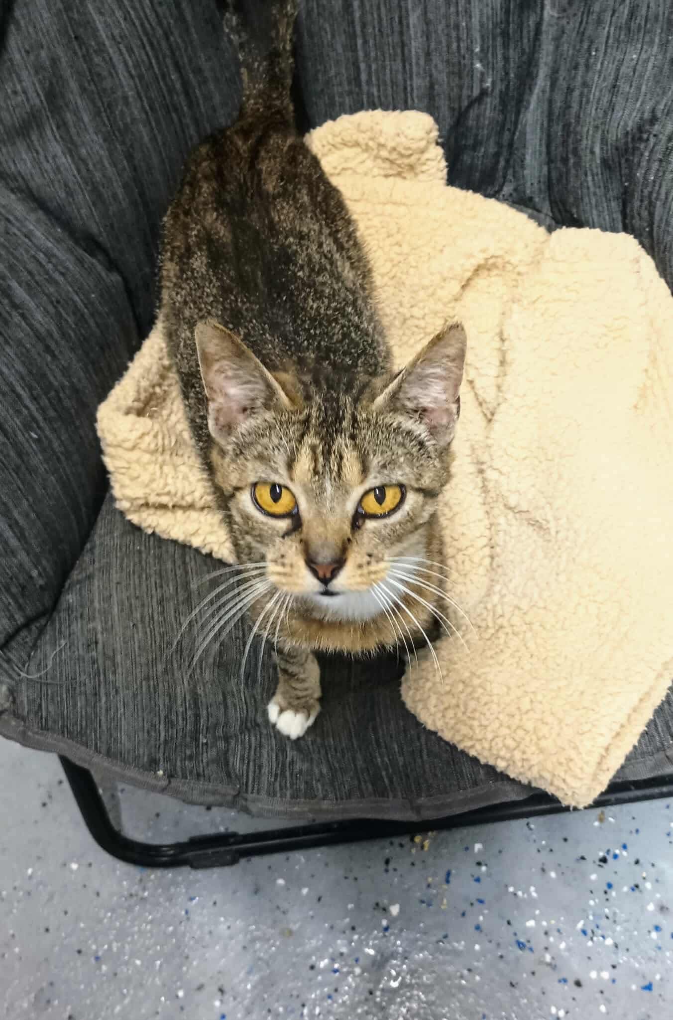 Sadie Adult Female Tabby Fiv
