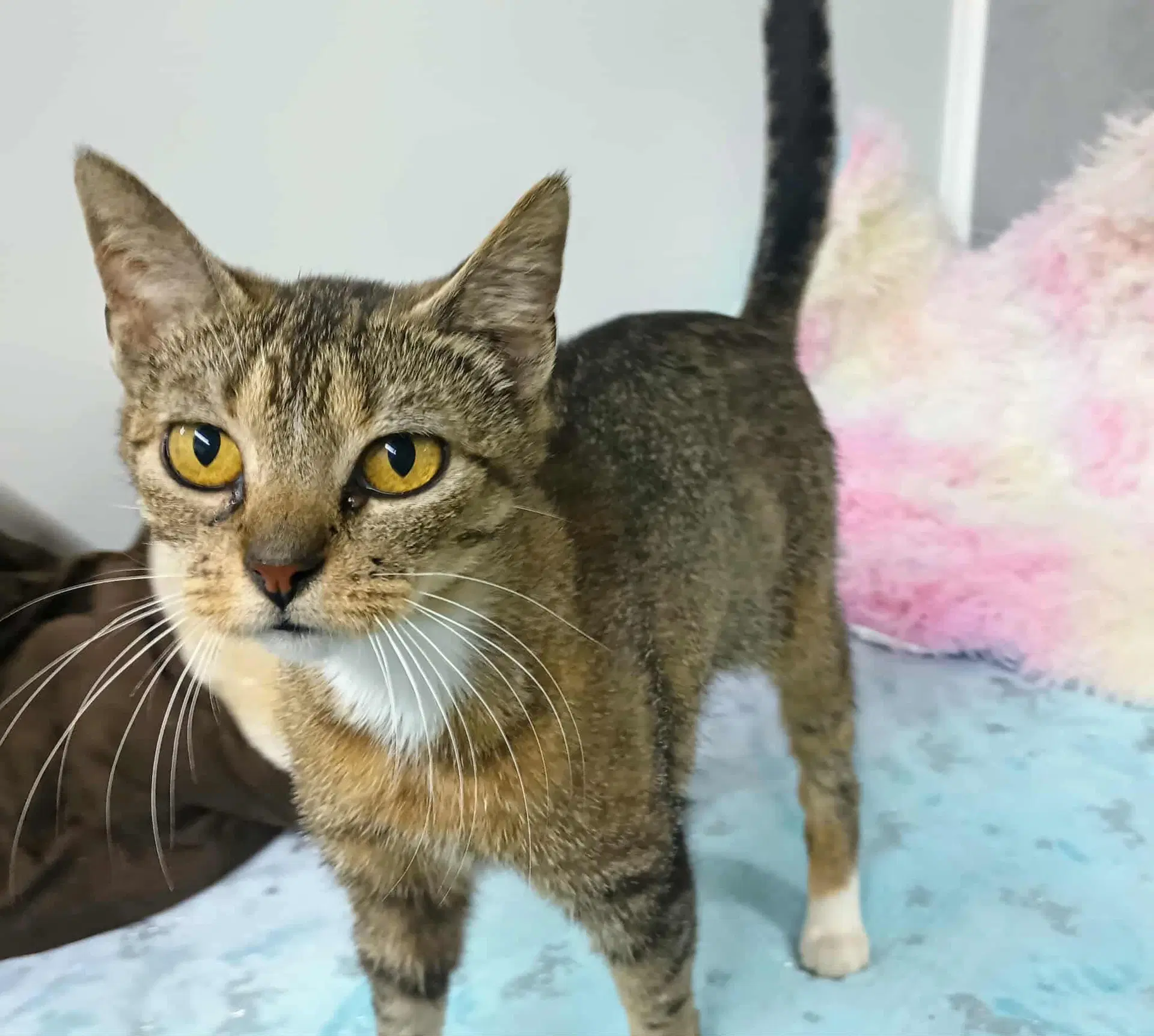Sadie Adult Female Tabby Fiv image 2