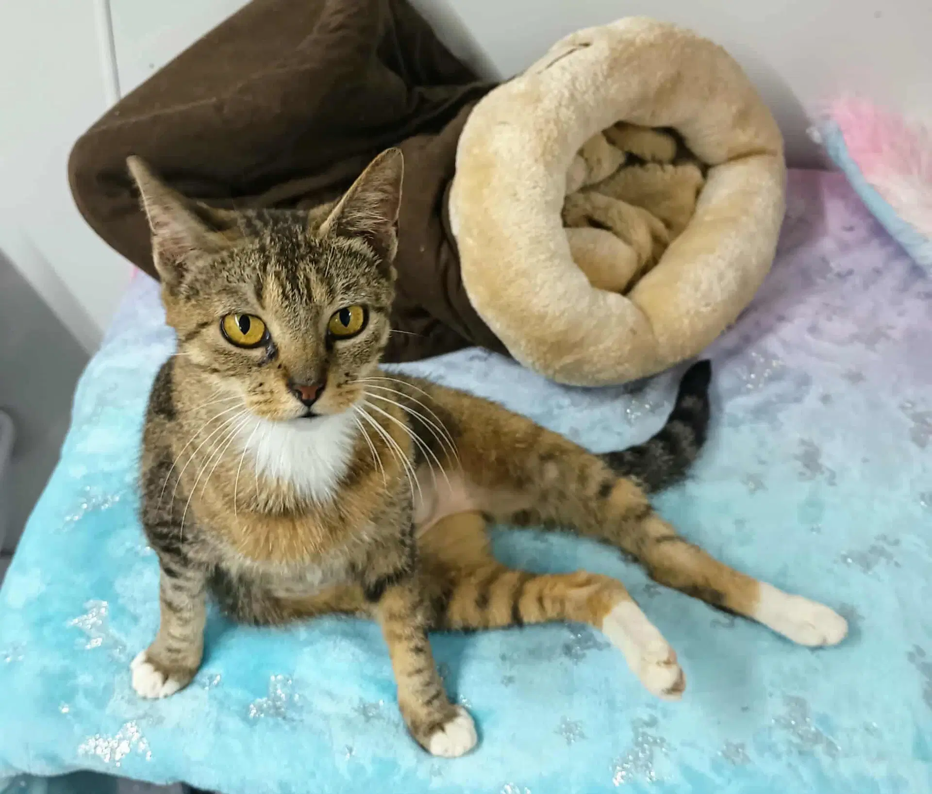 Sadie Adult Female Tabby Fiv image 3