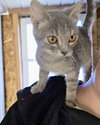 Pita YOUNG FEMALE GRAY TABBY