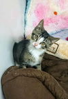 Rafe YOUNG ABYSSINIAN MIX MALE