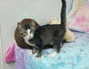 Rafe YOUNG ABYSSINIAN MIX MALE