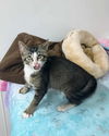 Rafe YOUNG ABYSSINIAN MIX MALE