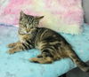 Mary Ann YOUNG FEMALE TABBY