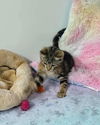 Mary Ann YOUNG FEMALE TABBY