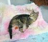 Mary Ann YOUNG FEMALE TABBY