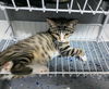 Gilbert BENGAL MIX YOUNG MALE