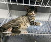 Gilbert BENGAL MIX YOUNG MALE