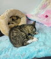 Gilbert BENGAL MIX YOUNG MALE