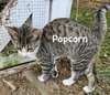 Popcorn YOUNG MALE TABBY