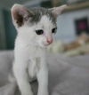 Sky YOUNG MALE