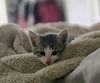 Wilson YOUNG GREY TABBY MALE