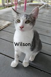 Wilson YOUNG GREY TABBY MALE