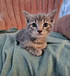 Reggie YOUNG TABBY MALE