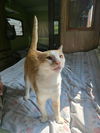 Merlin ADULT TABBY MALE