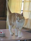 Merlin ADULT TABBY MALE