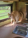 Merlin ADULT TABBY MALE