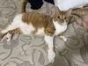 Maple ADULT TABBY MALE