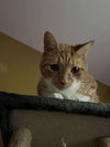 Maple ADULT TABBY MALE