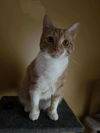 Maple ADULT TABBY MALE