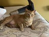 Acorn ADULT TABBY MALE