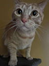 Acorn ADULT TABBY MALE