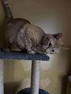 Acorn ADULT TABBY MALE