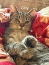 Gilly