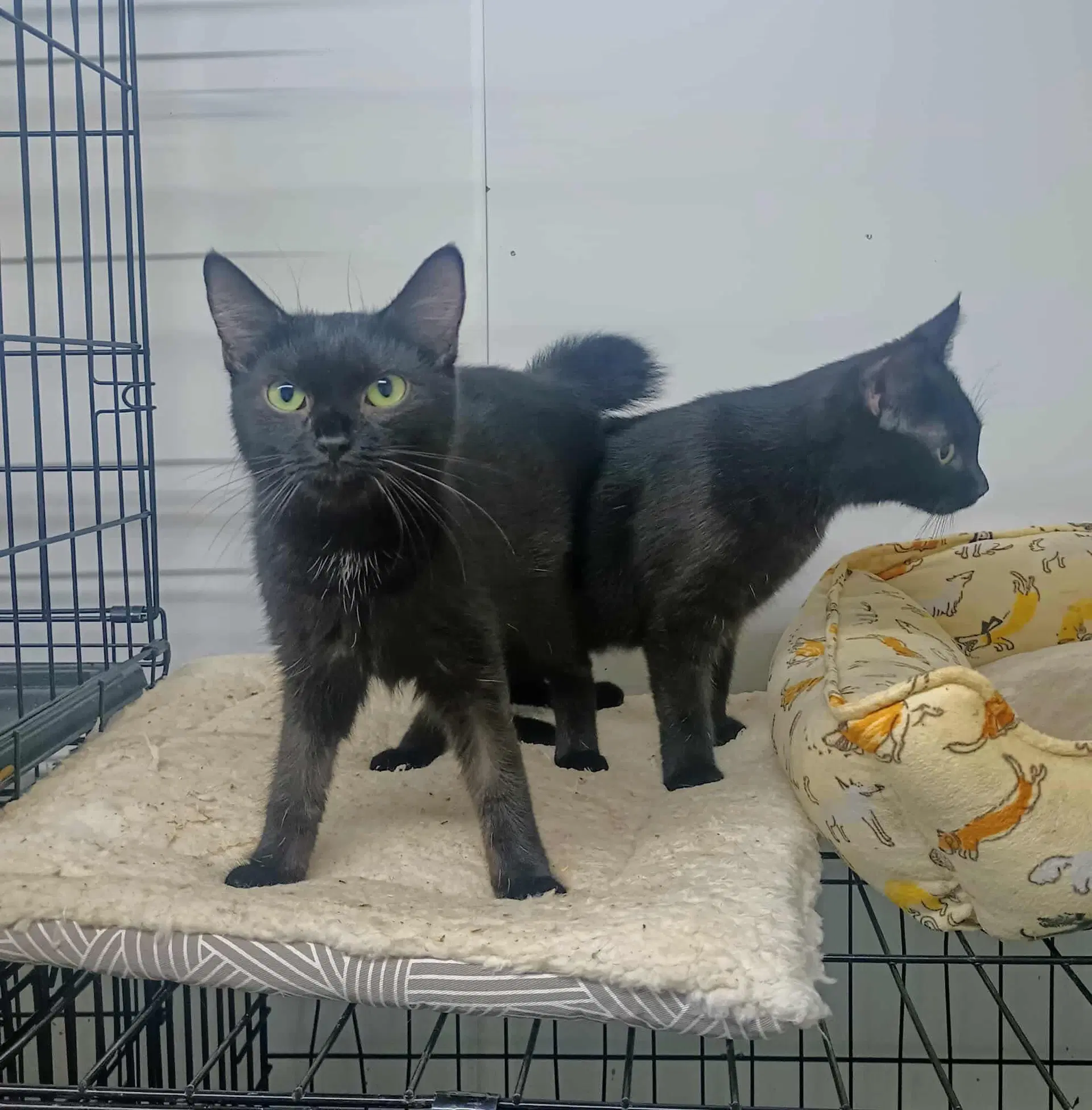 Mea And Lea Bonded Pair - Domestic Short Hair