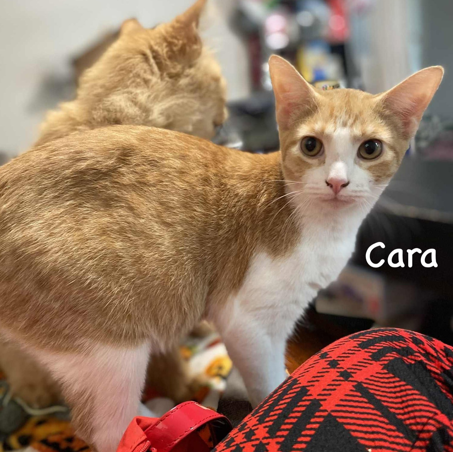 Cara Image