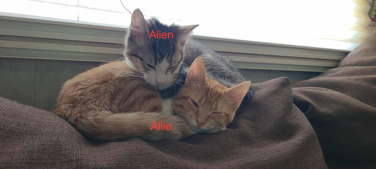 Alien Image