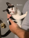 Romeo